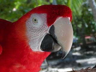 Costa Rica Parrot